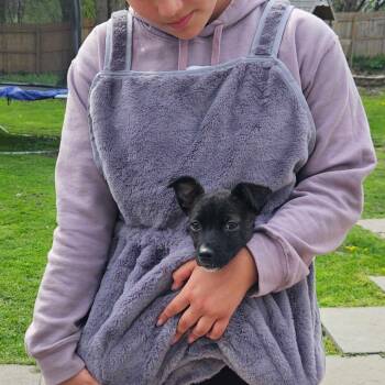 Mixed Breed Dogs Available for Adoption in Glenfield, New York - Duchess | PetCurious