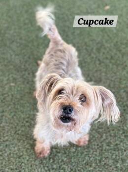 Yorkshire Terrier Dogs Available for Adoption - Cupcake | PetCurious