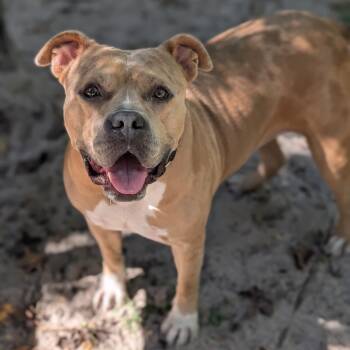 Rescue Mixed Breed Dogs for Adoption in Middleburg, Florida - Coco 28185 | PetCurious