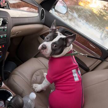 sage -  Pit Bull Terrier Dog for Adoption in Bristol, Indiana - Sage | PetCurious