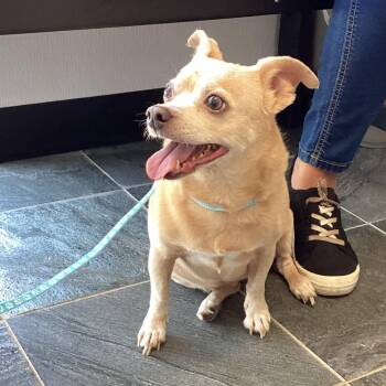 Chihuahua Dogs Available for Adoption - Chi-Chi | PetCurious