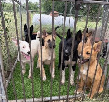 BOGART -  German Shepherd Dog and Border Collie Dog Available for Adoption in Sebec, Maine - BOGART | PetCurious