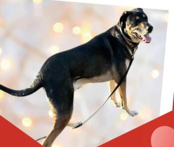 Rescue Hound Dogs for Adoption in Mountain City, Tennessee - Oakley | PetCurious