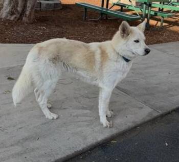 Hawk Nelson -  Husky and Mixed Breed Dog for Adoption in Fresno, California - Hawk Nelson | PetCurious