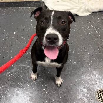 Ruby Da Dog -  Mixed Breed Dog for Adoption in Columbiana, Alabama - Ruby Da Dog | PetCurious