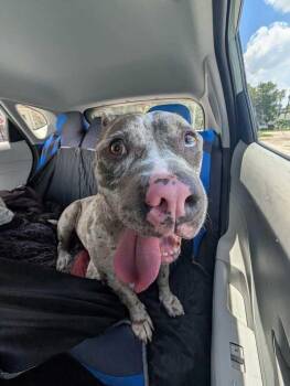 Cam -  American Bulldog Dog for Adoption in Lakeland, Florida - Cam | PetCurious