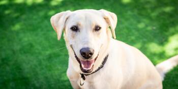 Stella -  Labrador Retriever Dog for Adoption in Las Vegas, Nevada - Stella | PetCurious