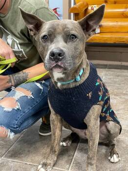 Rescue Pit Bull Terrier Dogs for Adoption in Glenfield, New York - Luda | PetCurious