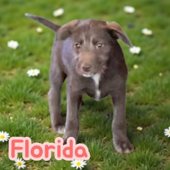 Rescue Terrier Dogs for Adoption in Chuckey, Tennessee - Florida - CT | PetCurious