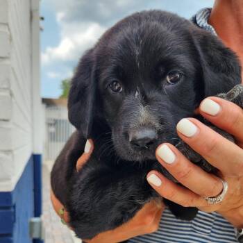 Europe Pup: Berlin -  Mixed Breed Dog for Adoption in Falls Church, Virginia - Europe Pup: Berlin | PetCurious