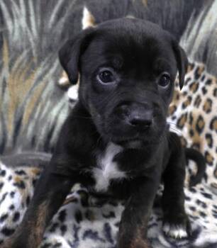 Labrador Retriever and Pit Bull Terrier Dogs Available for Adoption in Thief River Falls, Minnesota - Orris | PetCurious