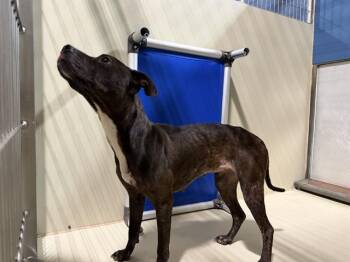 Pit Bull Terrier Dogs Available for Adoption in Thousand Oaks, California - Gabby - URGENT AND AT RISK | PetCurious