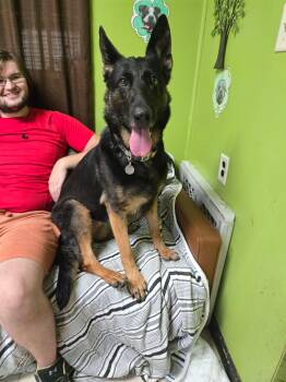 Jolene -  German Shepherd Dog Dog for Adoption in Peru, Illinois - Jolene | PetCurious