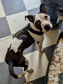 Rescue Terrier and Pit Bull Terrier Dogs for Adoption in Annapolis, Maryland - Pearl | PetCurious