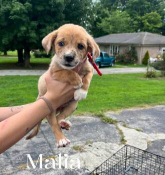 Malia -  Mixed Breed Dog for Adoption in Spring Hill, Tennessee - Malia | PetCurious