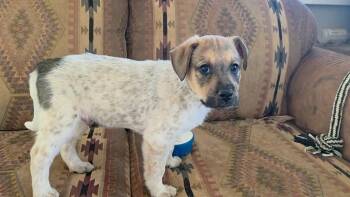 Mixed Breed Dogs Available for Adoption in Mesa, Arizona - Princeton | PetCurious