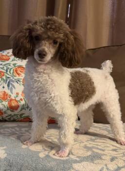 Poodle Dogs Available for Adoption in Pacolet, South Carolina - Cocoa Mocha Scout Feb 26 | PetCurious