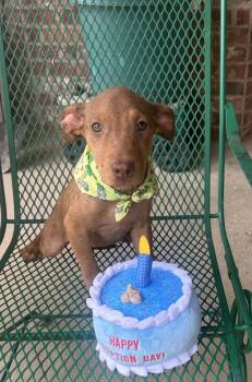 Rescue Hound and Labrador Retriever Dogs for Adoption in Horn Lake, Mississippi - Maggie - M Litter | PetCurious