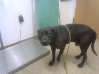 Pit Bull Terrier and Mixed Breed Dogs Available for Adoption in Albuquerque, New Mexico - SPIKE | PetCurious