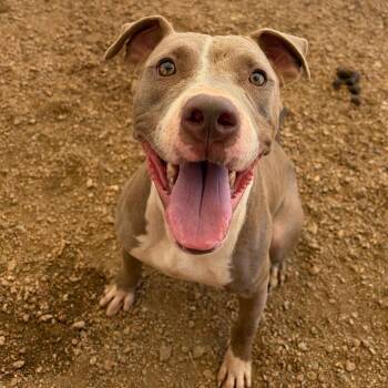 Ki KCAC #676.26 -  American Staffordshire Terrier and Mixed Breed Dog for Adoption in Kerrville, Texas - Ki KCAC #676.26 | PetCurious