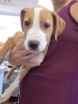 Roly Poly -  Hound Dog for Adoption in Salisbury, Maryland - Roly Poly | PetCurious