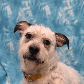 Terrier Dogs Available for Adoption - Jasper | PetCurious
