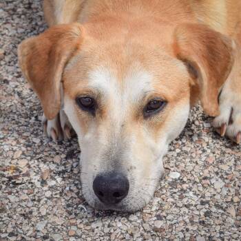 Yellow Labrador Retriever and Boxer Dogs Available for Adoption in Huntley, Illinois - Waylon | PetCurious