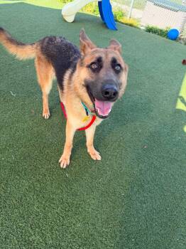 Ken Coyote -  German Shepherd Dog Dog for Adoption in Cleveland, Ohio - Ken Coyote | PetCurious