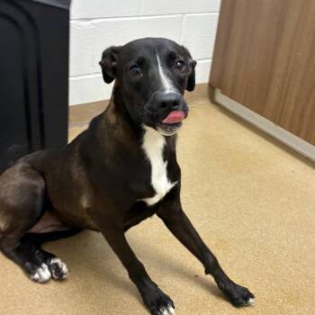 Lil Girl -  Black Labrador Retriever and Mixed Breed Dog for Adoption in Corpus Christi, Texas - Lil Girl | PetCurious