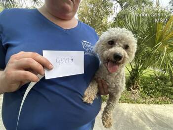 A390714 -  Bichon Frise Dog for Adoption in Ocala, Florida - A390714 | PetCurious