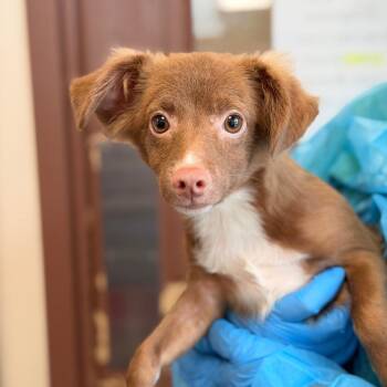 Pumpkin Spice -  Terrier and Mixed Breed Dog for Adoption in San Antonio, Texas - Pumpkin Spice | PetCurious