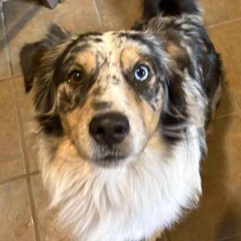 Australian Shepherd Dogs Available for Adoption in Gulfport, Mississippi - Saban | PetCurious