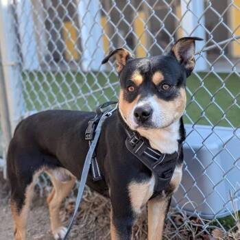 Pit Bull Terrier and Shepherd Dogs Available for Adoption - Sargento | PetCurious