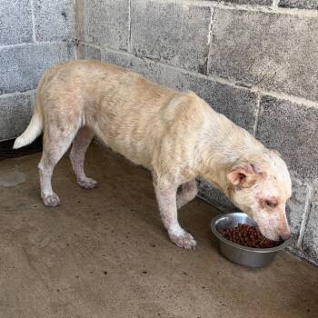 Shelilah -  Shepherd and Mixed Breed Dog for Adoption in Edinburg, Texas - Shelilah | PetCurious