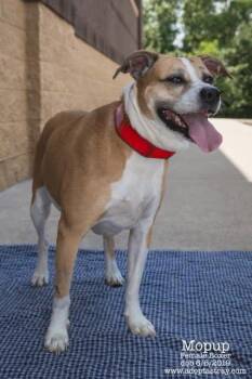 Boxer Dogs Available for Adoption in Newport, Kentucky - Mopup | PetCurious