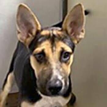 Sub-Zero - URGENT -  German Shepherd Dog Dog for Adoption in Thousand Oaks, California - Sub-Zero - URGENT | PetCurious