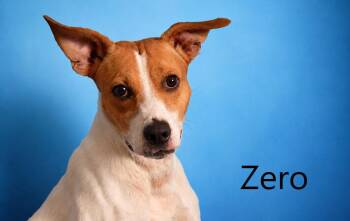 Zero -  Hound and Retriever Dog for Adoption in Mount Vernon, Ohio - Zero | PetCurious