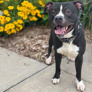 Rescue Mixed Breed Dogs for Adoption in Benton Harbor, Michigan - Thor | PetCurious