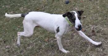 Rescue Hound and Catahoula Leopard Dog Dogs for Adoption in Edisto Island, South Carolina - STAR | PetCurious