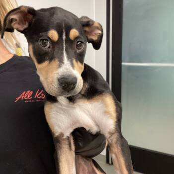 Rescue Mixed Breed Dogs for Adoption in Abilene, Texas - Giselle | PetCurious