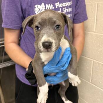 Mixed Breed Dogs Available for Adoption in East Hanover, New Jersey - Fig | PetCurious