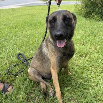 Pixie -  Belgian Shepherd Malinois Dog for Adoption in Harlingen, Texas - Pixie | PetCurious