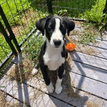 Goose -  Mixed Breed Dog for Adoption in Jacksboro, Tennessee - Goose | PetCurious
