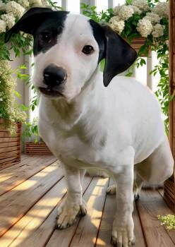Rescue Terrier Dogs for Adoption in Russiaville, Indiana - Shena! Gorgeous Gentle Girl! | PetCurious