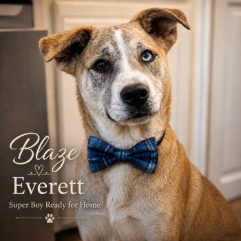 Blaze Everett -  Husky and German Shepherd Dog Dog for Adoption in Farmington, Missouri - Blaze Everett | PetCurious