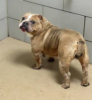 Mixed Breed Dogs Available for Adoption - Sandi | PetCurious