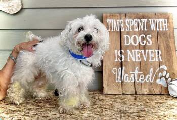 Rescue Mixed Breed Dogs for Adoption in Baton Rouge, Louisiana - TWIX | PetCurious