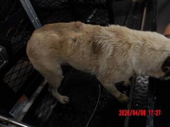 Pug Dogs Available for Adoption in Hobbs, New Mexico - Sunny | PetCurious