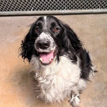 Terrier Dogs Available for Adoption in Dallas, Texas - Toffee | PetCurious