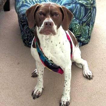 Pointer and Pit Bull Terrier Dogs Available for Adoption - Delilah | PetCurious